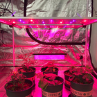 650W Horticultural LED Grow Light
